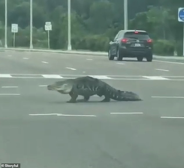 The Rooster » The Rooster Feed » WATCH Alligator Walks Towards Cars On Busy Intersection