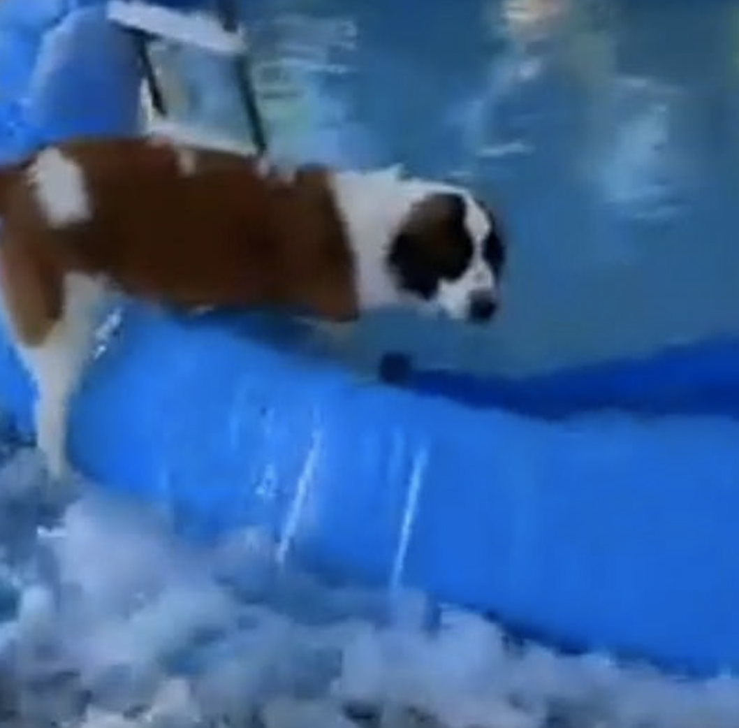 Clumsy Dog Floods Owner