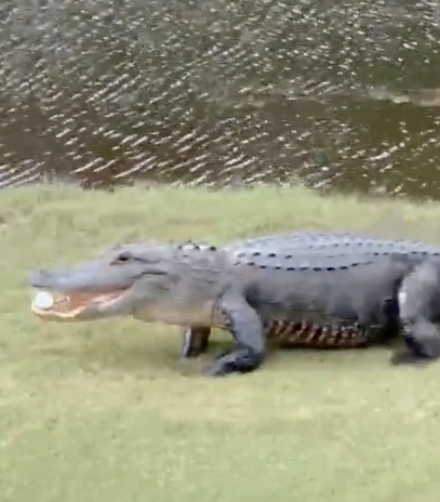 Alligator Takes off with Golfer