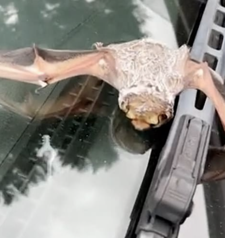 Woman Rescues Bat on Her Windshield